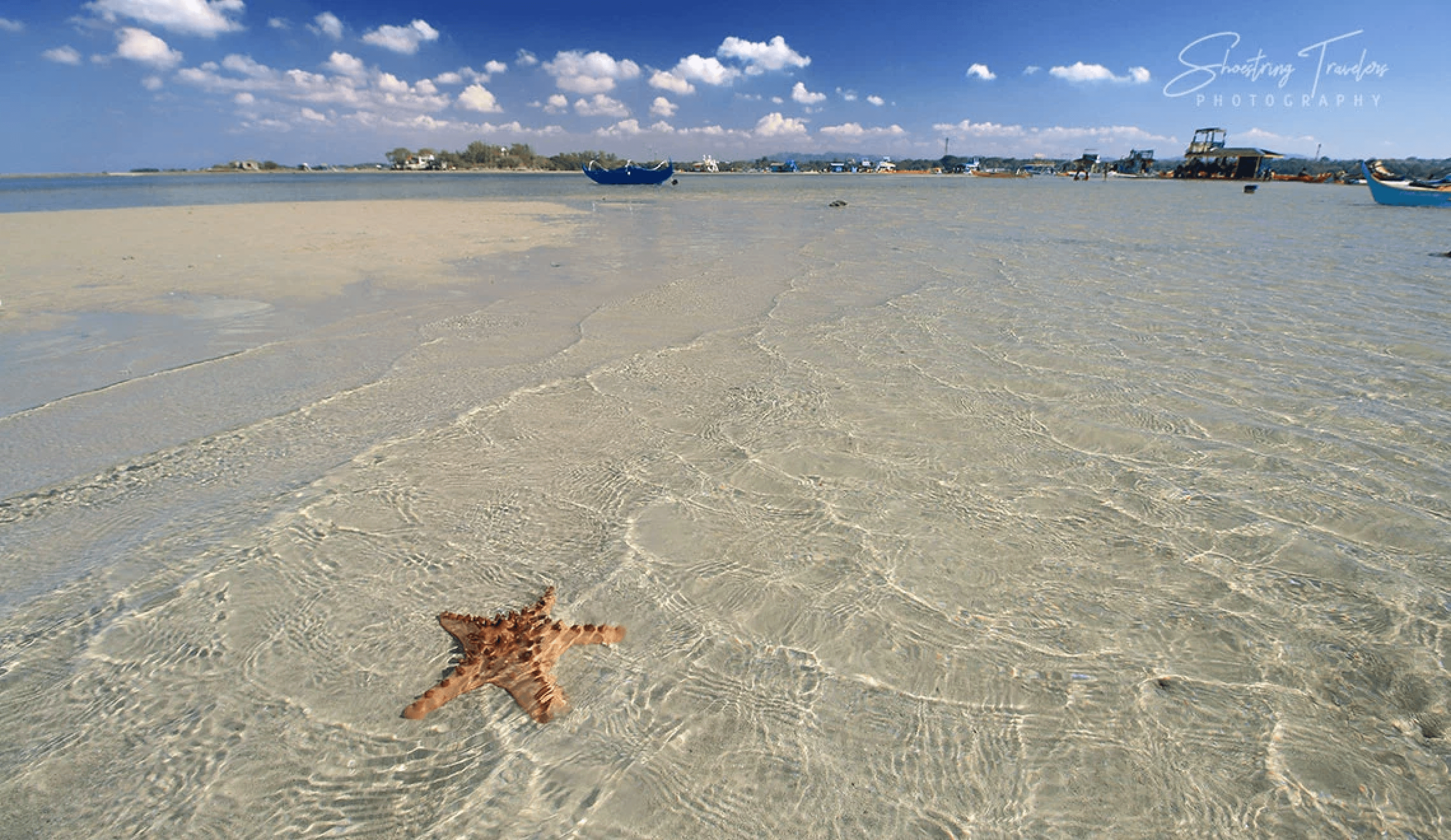 starfish